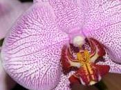 nouvelles couleurs pour orchidées phalaenopsis