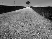 Black road sole tree earth