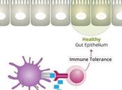 Maladie COELIAQUE vaccin protège contre l'exposition accidentelle gluten Lancet Gastroenterology Hepatology