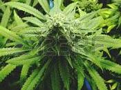 Colorado devenu l'ami Marie-Jeanne. fait France