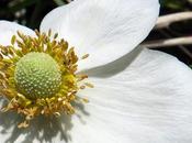 Anémone sauvage (Anemone sylvestris)