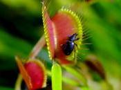 vidéo plantes carnivores attaquent