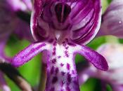 Orchis militaire (Orchis militaris)