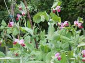 pois capucine apportent couleur jardin