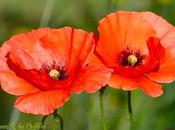 charmes coquelicots