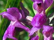 Orchis larges feuilles (Dactylorhiza majalis)