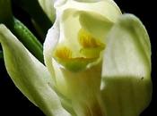 Céphalanthère blanchâtre (Cephalanthera damasonium)