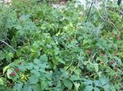 Duchesnea indica, nouveau couvre-sol