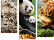 CHINE, nouveau film Disneynature,