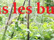 petit tour dans buttes permaculture juin 2017