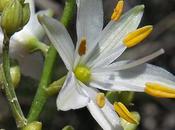 Phalangère rameuse (Anthericum ramosum)