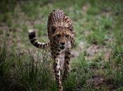 sixième extinction masse animaux s’accélère