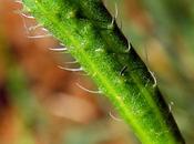 Messicoles Coquelicot argémone (Papaver argemone)