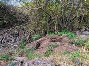 astuce pour trouver terrier renard