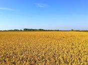 Rizières Camargue