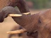 population britannique appelée soutenir proposition d'interdiction commerce l'ivoire Royaume-Uni