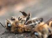 Pesticides "tueurs d'abeilles": colère monte contre nouveau néonicotinoïde, Sulfoxaflor