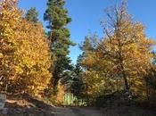 Couleur d'automne dans Forez