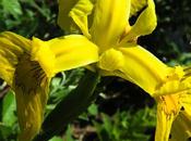 Iris marais (Iris pseudacorus)