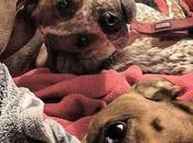 Regardez bien chien dans sens