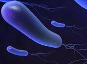 MICROBIOTE, ulcères, cancer MICI Mais comment tuer Helicobacter sans bonnes bactéries