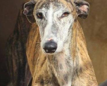 P. Eva lévrier galga bringée  juste 2 ansà adoper à l'association sos chiens galgos