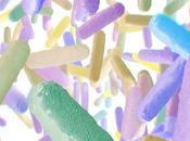 MICROBIOTE bactéries, pacemakers l’intestin