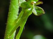 Listère feuilles ovales (Neottia ovata, Listera ovata)