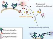 #cell #anticorpspathogènes #sialylation #autoimmunité sialylation anticorps pathogènes vivo atténue maladie auto-immune