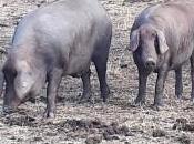 gland découpe Cochon Jabugo