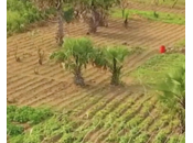 agropoles panacée pour l’agriculture africaine