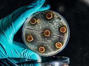 ANTIBIORÉSISTANCE chaque patient histoire, phénotype traitement
