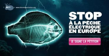 L'UE veut généraliser les "poissons électrocutés" dans nos assiettes