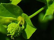 Euphorbe raide (Euphorbia stricta)