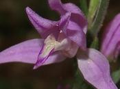Céphalanthère rouge (Cephalanthera rubra)