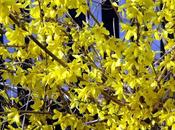 prononciation forsythia