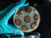 ANTIBIORÉSISTANCE Prédire risque gènes résistance pour meilleurs antibiotiques