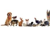 L'autre (bonne) raison pour l'animal compagnie