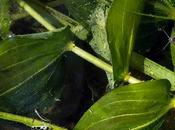 Potamot feuilles perfoliées (Potamogeton perfoliatus)