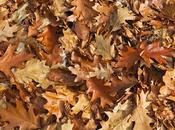 Chêne rouge d'Amérique (Quercus rubra)