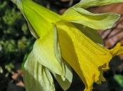 Jonquille (Narcissus pseudonarcissus)