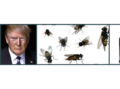 Trump, mouches vinaigre
