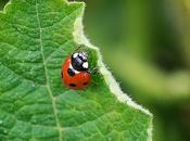 Coccinelle rouge balade..