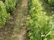 Joseph Mellot Sancerre