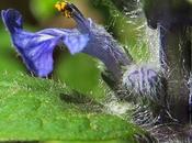 Bugle rampante (Ajuga reptans)
