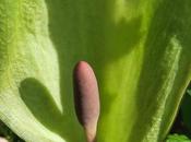 Arum tacheté (Arum maculatum)