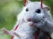 Astuces, conseils produits pour prendre bien soin hamster