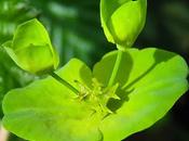 Euphorbe bois (Euphorbia amygdaloides)