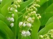 Muguet Aspérule Irritante