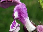 Lamier maculé (Lamium maculatum)